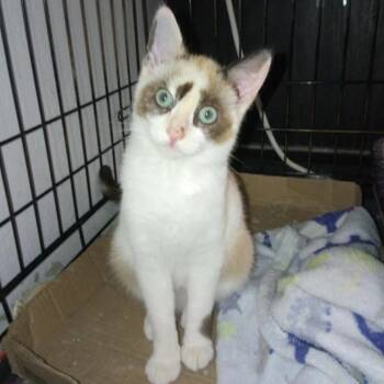 Siamese Cats Available for Adoption - Mystique | PetCurious