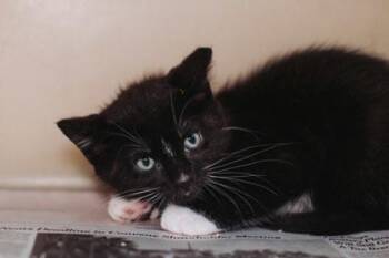 Domestic Medium Hair and Domestic Short Hair Cats Available for Adoption in North Charleston, South Carolina - 92274a Oreo- PetSmart Mt Pleasant | PetCurious