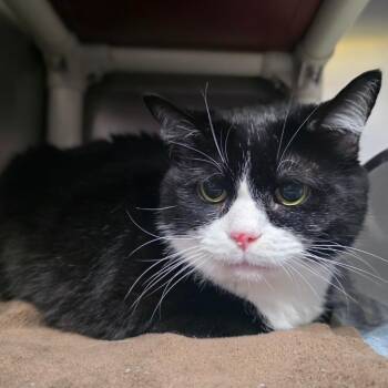 Domestic Short Hair Cats Available for Adoption in New Cumberland, West Virginia - Meesha | PetCurious