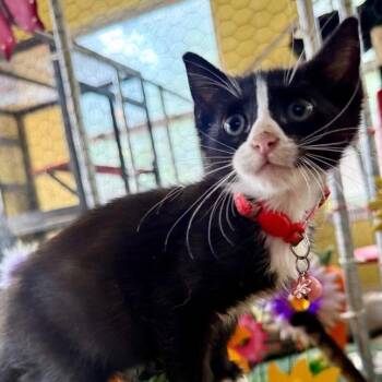 Domestic Short Hair Cats Available for Adoption in San Antonio, Texas - Drizzle | PetCurious
