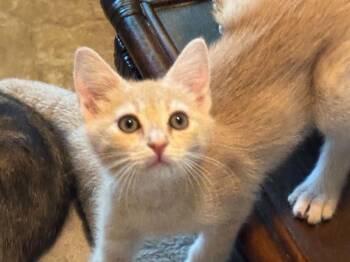 Domestic Short Hair Cats Available for Adoption in Chandler, Arizona - Sonny | PetCurious