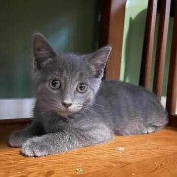 Canadian Girlfriend -  Domestic Short Hair and Russian Blue Cat for Adoption in Grand Rapids, Michigan - Canadian Girlfriend | PetCurious