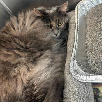 Domestic Long Hair Cats Available for Adoption in Huntington, West Virginia - Dot | PetCurious