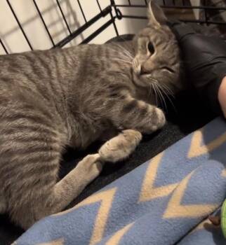 Leona Lewis -  Domestic Short Hair Cat for Adoption in Windsor, Connecticut - Leona Lewis | PetCurious