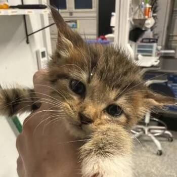 Dorea -  Domestic Short Hair Cat for Adoption in Fredericksburg, Virginia - Dorea | PetCurious