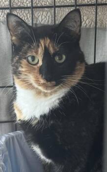 Rescue Calico Cats for Adoption in Suffolk, Virginia - Grace | PetCurious