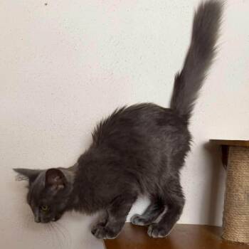 Moira -  Domestic Medium Hair Cat for Adoption in Madison, Wisconsin - Moira | PetCurious