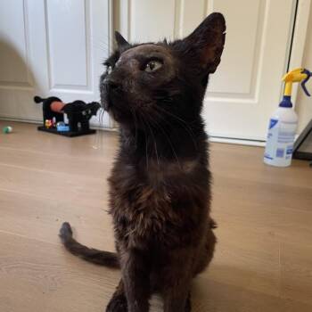 Moore -  Domestic Short Hair Cat for Adoption in Long Beach, California - Moore | PetCurious