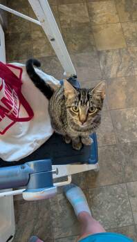 Cowboy -  Domestic Short Hair Cat for Adoption in Sioux Falls, South Dakota - Cowboy | PetCurious