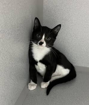 MAY -  Domestic Short Hair Cat for Adoption in Bloomington, Illinois - MAY | PetCurious