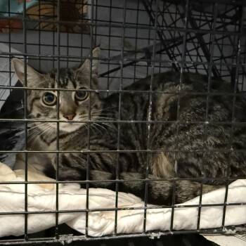 Domestic Short Hair Cats Available for Adoption in Tuscaloosa, Alabama - TUSC-Wildlife-84594 | PetCurious