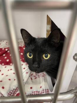 Roxie Eastend -  Domestic Short Hair Cat for Adoption in Cary, North Carolina - Roxie Eastend | PetCurious