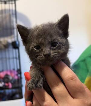 Blueberry Jam -  Domestic Short Hair Cat Available for Adoption in Poplar Grove, Illinois - Blueberry Jam | PetCurious