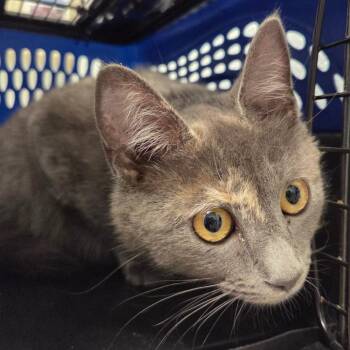 Domestic Short Hair Cats Available for Adoption in Chattanooga, Tennessee - Starla | PetCurious