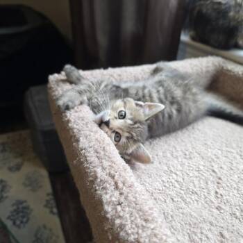 Domestic Short Hair Cats Available for Adoption in Hershey, Pennsylvania - Clarabelle | PetCurious