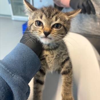 McSeely -  Domestic Short Hair Cat for Adoption in Huntington, West Virginia - McSeely | PetCurious