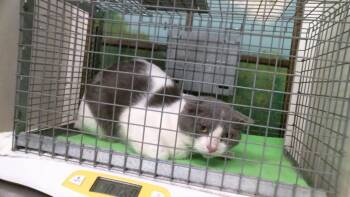 JOHNNY -  Domestic Short Hair Cat for Adoption in Houston, Texas - JOHNNY | PetCurious