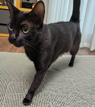 Godiva -  Domestic Short Hair Cat for Adoption in Cape Coral, Florida - Godiva | PetCurious