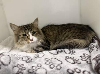 Domestic Medium Hair Cats Available for Adoption in Delson, Quebec - Lucie | PetCurious