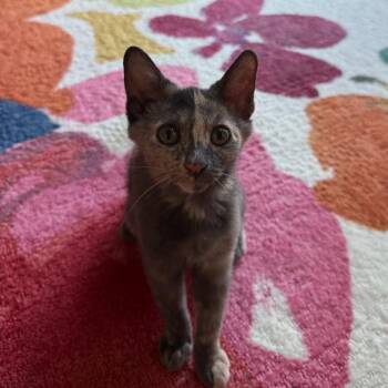 Mochi -  Domestic Short Hair and Dilute Tortoiseshell Cat for Adoption in Mastic, New York - Mochi | PetCurious