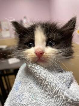 Sage -  Domestic Medium Hair Cat for Adoption in Vancouver, Washington - Sage | PetCurious