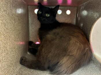 A611103 -  Domestic Short Hair Cat for Adoption in Modesto, California - A611103 | PetCurious