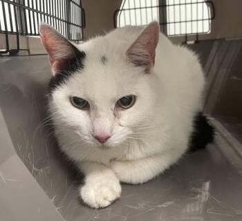 Panda -  Domestic Short Hair Cat for Adoption - Panda | PetCurious