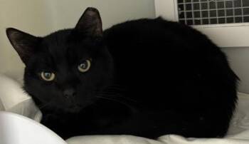 Ethan 680-26 -  Domestic Short Hair Cat for Adoption in Cumming, Georgia - Ethan 680-26 | PetCurious
