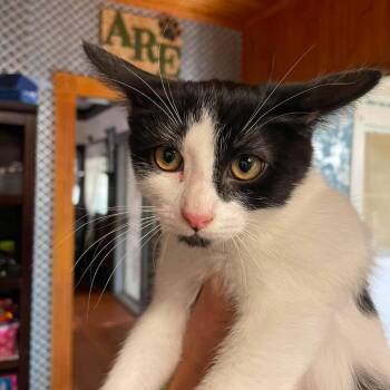 John -  Domestic Short Hair Cat for Adoption in Hemet, California - John | PetCurious