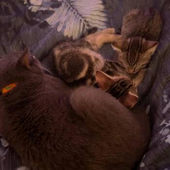 Sprinkles (Birthday Cupcakes) -  Domestic Short Hair Cat for Adoption in Charlotte, North Carolina - Sprinkles (Birthday Cupcakes) | PetCurious