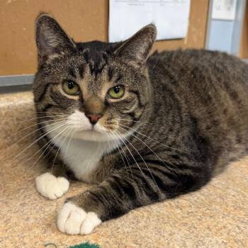 Domestic Short Hair Cats Available for Adoption - Dumpling | PetCurious