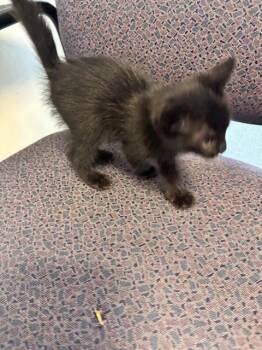Domestic Short Hair Cats Available for Adoption in Plano, Texas - Frisky A216735 | PetCurious