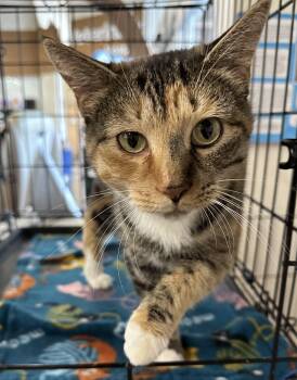 Rescue Manx and Calico Cats for Adoption in Peachtree City, Georgia - Carrie-okie | PetCurious