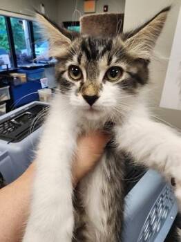 Domestic Medium Hair and Domestic Short Hair Cats Available for Adoption in Seneca, South Carolina - Lulu $150 At PetSmart  Seneca | PetCurious