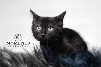 Pichu -  Domestic Short Hair Cat Available for Adoption - Pichu | PetCurious