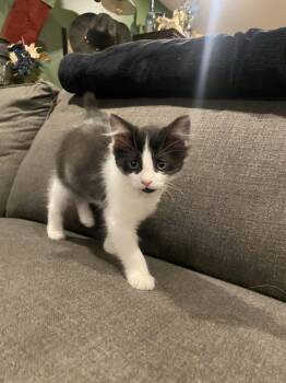 Yoko -  Domestic Short Hair Cat for Adoption in Hamilton, Ontario - Yoko | PetCurious