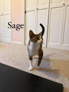 Domestic Short Hair Cats Available for Adoption in Lovingston, Virginia - Sage | PetCurious