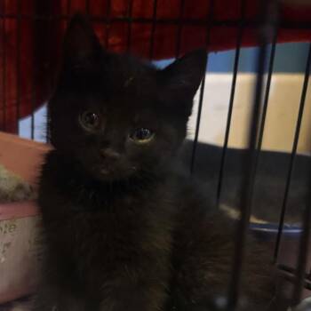 Malachi -  Domestic Short Hair Cat for Adoption in Johnstown, Pennsylvania - Malachi | PetCurious
