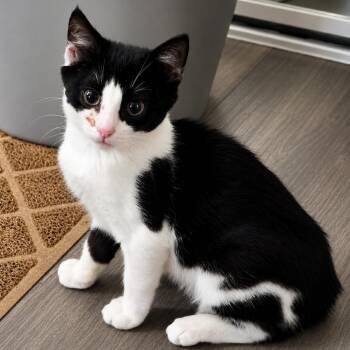 Vespa -  Domestic Short Hair Cat for Adoption in Long Beach, California - Vespa | PetCurious