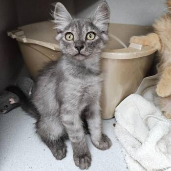 Charmander -  Domestic Long Hair Cat Available for Adoption in Los Angeles, California - Charmander | PetCurious