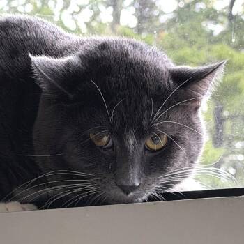 Rockie -  Domestic Short Hair Cat for Adoption in Kennebunk, Maine - Rockie | PetCurious