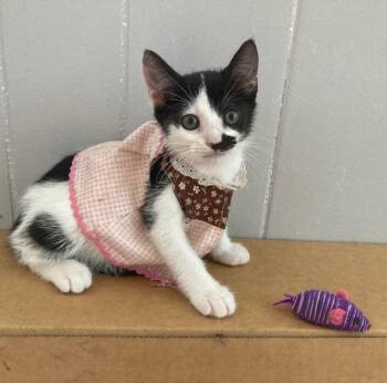 SQUIRT -  Domestic Short Hair Cat for Adoption - SQUIRT | PetCurious