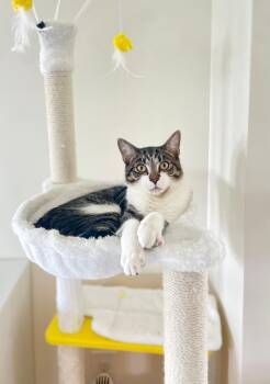 Rescue Domestic Short Hair Cats for Adoption in Chapel Hill, North Carolina - Apollo | PetCurious