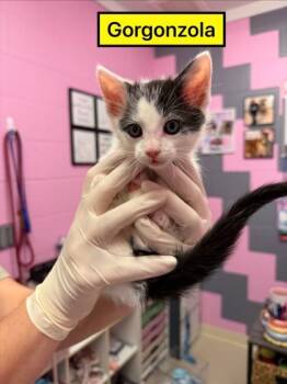 Domestic Short Hair Cats Available for Adoption in Columbus, Indiana - Gorgonzola | PetCurious