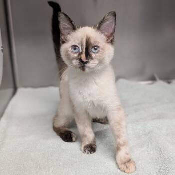 Azami -  Domestic Short Hair Cat for Adoption in Spokane, Washington - Azami | PetCurious