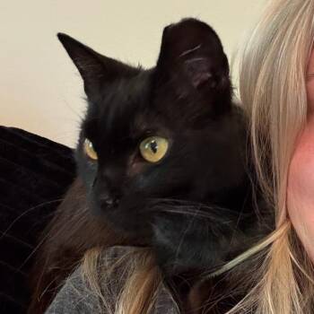 Phoebe -  Domestic Short Hair Cat for Adoption in Medina, Ohio - Phoebe | PetCurious