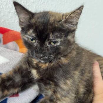 Hildegard -  Domestic Short Hair Cat for Adoption in Westminster, California - Hildegard | PetCurious