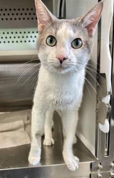 MACHO -  Domestic Short Hair Cat for Adoption in Kalamazoo, Michigan - MACHO | PetCurious