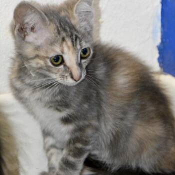 Pringles -  Domestic Short Hair Cat for Adoption in Los Angeles, California - Pringles | PetCurious