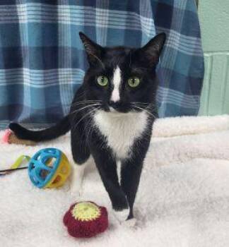 Domestic Short Hair Cats Available for Adoption in Bucyrus, Ohio - Badger | PetCurious